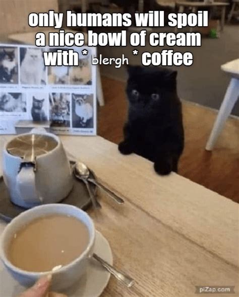 big cat coffee memes|28 Silly Cat Memes That Add Joy to Your Meowrning Cup of Coffee